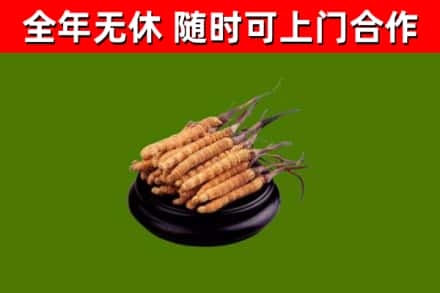 五常市回收冬虫夏草