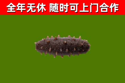 五常市回收海参干